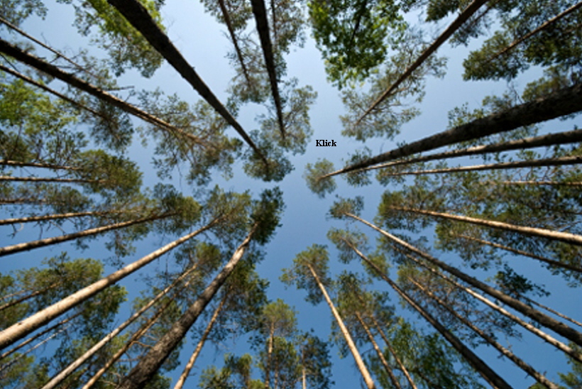 live-forest